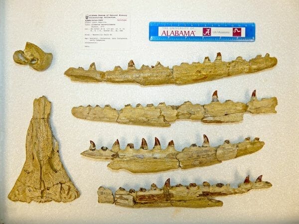 <em>Clidastes moorevillensis</em> Fossils