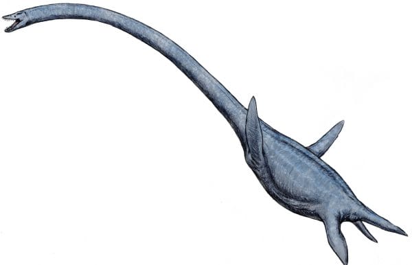<em>Elasmosaurus</em> Artist’s Reconstruction