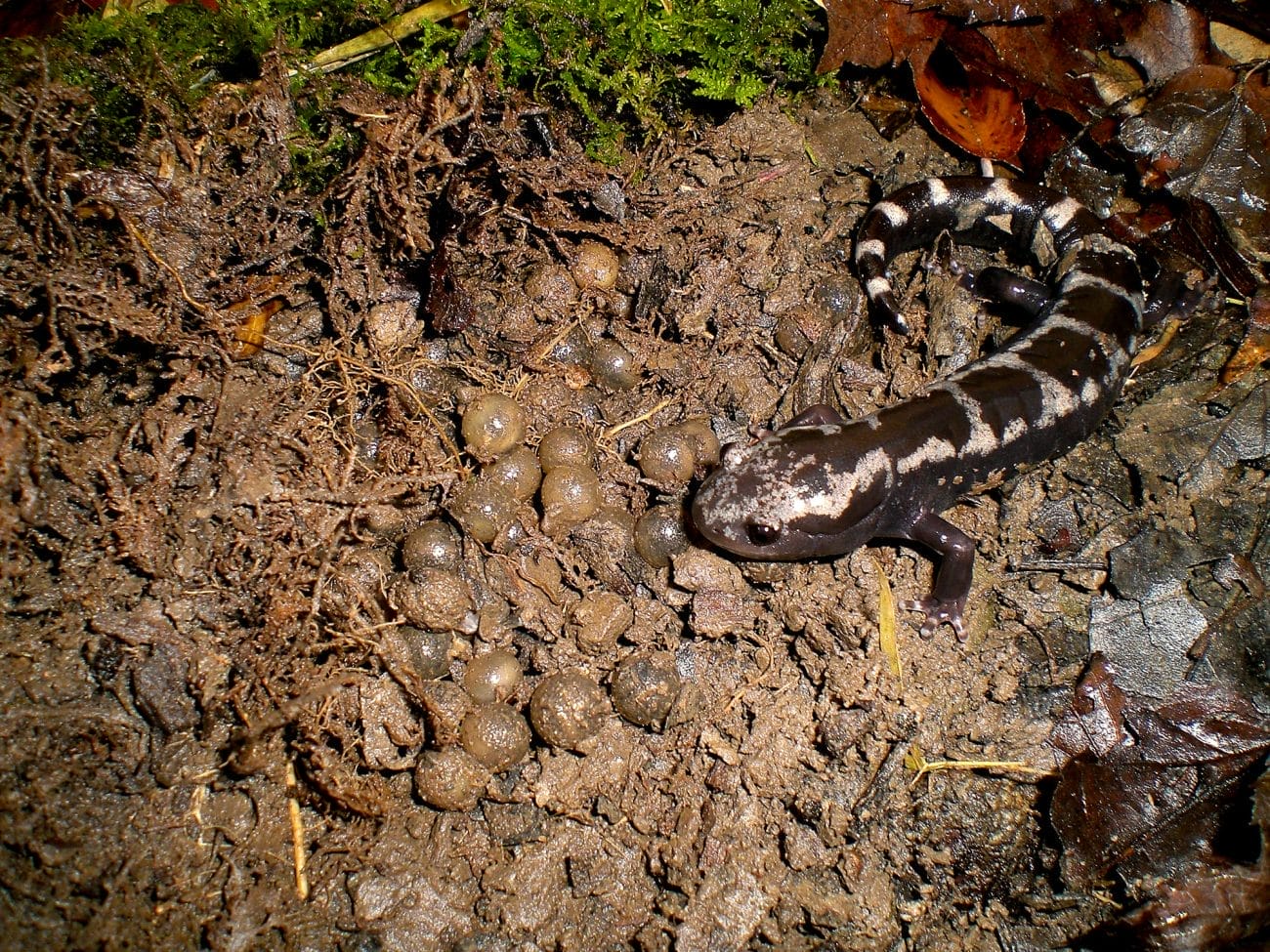 Marbled Salamander and Eggs